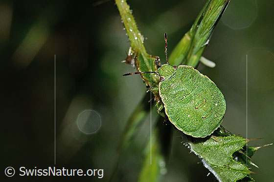 Photo: Palomena prasina on Cirsium palustre. Length 10mm. Nymph. View from above.