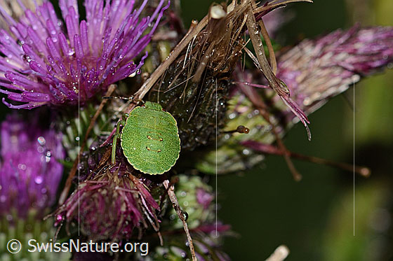 Foto: Grüne Stinkwanze (Palomena prasina) auf Sumpf-Kratzdistel (Cirsium palustre). Länge 10mm. Nymphe. Ansicht von oben.