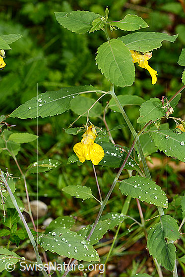 Photo: Impatiens noli-tangere. Whole plant (habiti). Height: 46cm.