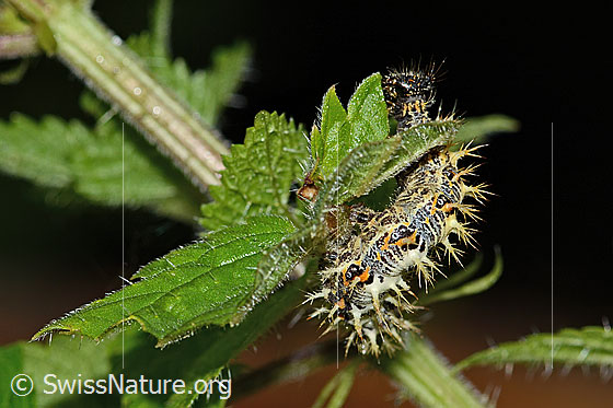 Foto: Raupe des C-Falters (Polygonia c-album) an Grosser Brennnessel (Urtica diocia)