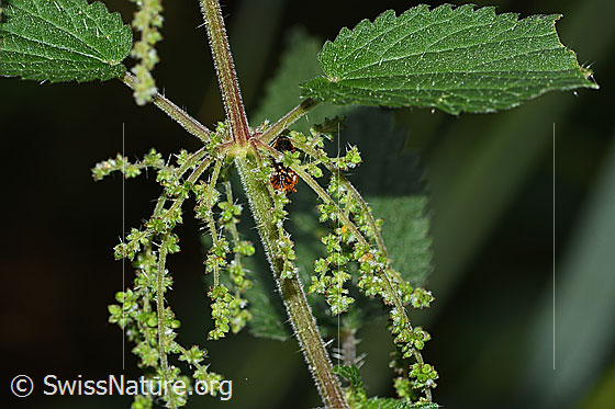 Photo: Urtica diocia. Blossoms and stem.