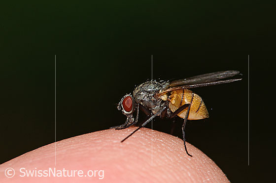 Foto: Braunschwarze Schweissfliege (Thricops semicinereus). Länge 5mm. Weibchen. Ansicht von der Seite.