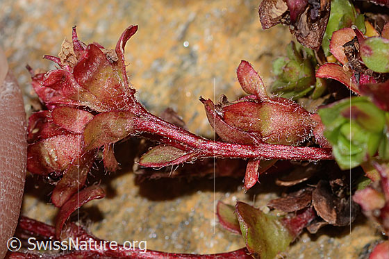 Foto: Zweiblütiger Steinbrech (Saxifraga biflora). Stängel und Kelch.