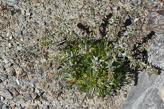 Foto: Ährige Edelraute (Artemisia genipi). Ganze Pflanze (Habitus). Ansicht von oben.