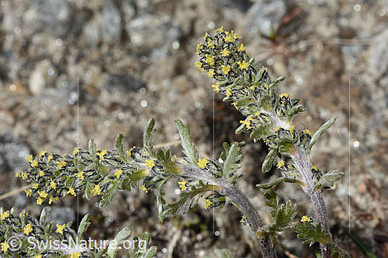 Foto: Ährige Edelraute (Artemisia genipi). Blütenstände, Stängel und Stängelblätter.