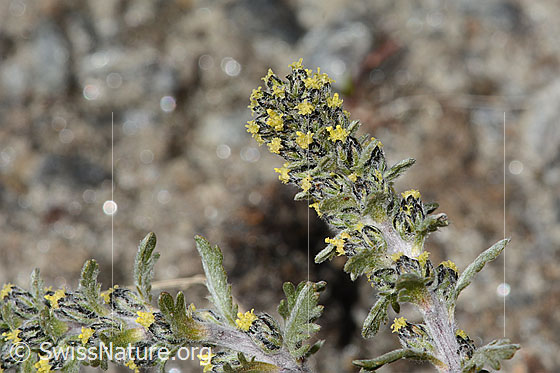 Foto: Ährige Edelraute (Artemisia genipi). Blütenstände, Stängel und Stängelblätter.