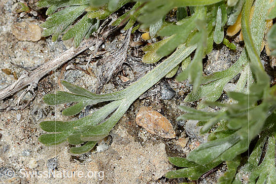 Foto: Ährige Edelraute (Artemisia genipi). Grundblatt.