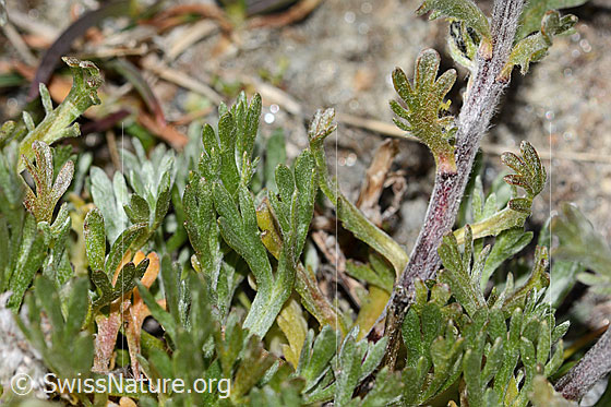Foto: Ährige Edelraute (Artemisia genipi). Grundblätter, Stängel und mittleres Stängelblatt.