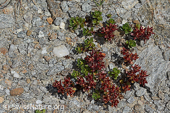 Foto: Zweiblütiger Steinbrech (Saxifraga biflora). Ganze Pflanze (Habitus).