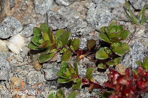 Foto: Zweiblütiger Steinbrech (Saxifraga biflora). Blätter.