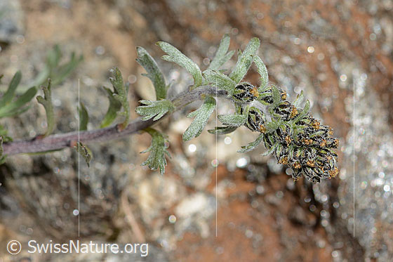 Foto: Ährige Edelraute (Artemisia genipi). Stängel, Stängelblätter und Blüte.