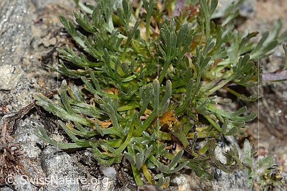 Foto: Ährige Edelraute (Artemisia genipi). Grundblätter.