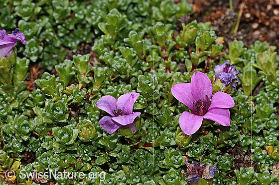 Foto: Gegenblättriger Steinbrech (Saxifraga oppositifolia). Ganze Pflanze (Habitus).