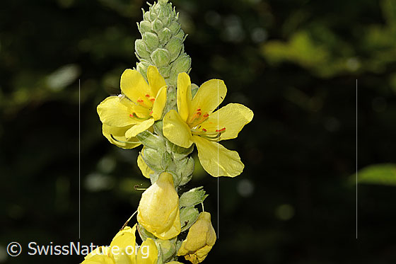 Foto: Grossblütige Königskerze (Verbascum densiflorum). Blüten.