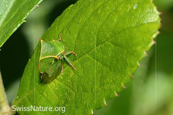 Photo: Stictocephala bisonia. View from the side above.
