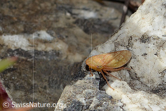 Photo: Probably Stroggylocephalus agrestis. Length 8mm. View from diagonally above.
