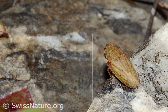 Photo: Probably Stroggylocephalus agrestis. Length 8mm. View from above.