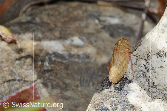 Photo: Probably Stroggylocephalus agrestis. Length 8mm. View from above.