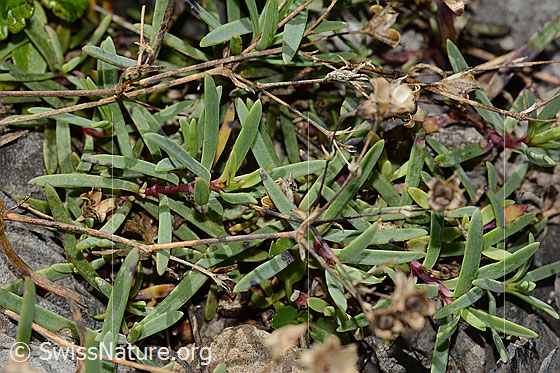 Foto: Felsen-Leimkraut (Silene rupestris). Blätter ud Stängel.