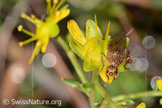 Photo: Scathophaga stercoraria on Saxifraga aizoides. Length 10mm. Male. View from top front.