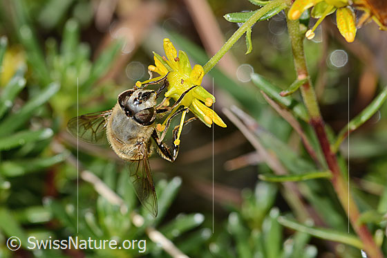 Photo: Eristalis tenax on Saxifraga aizoides. Length 14mm. Female. View from the front.