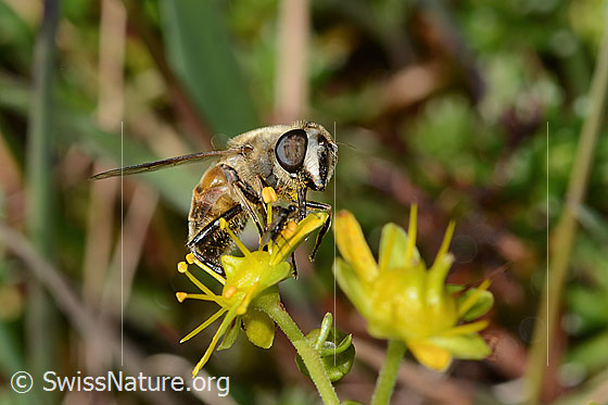 Photo: Eristalis tenax on Saxifraga aizoides. Length 14mm. Female. View from side front.