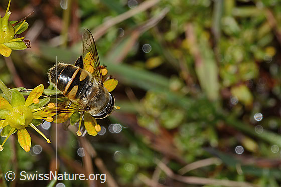 Photo: Eristalis tenax on Saxifraga aizoides. Length 14mm. Female. View from above.