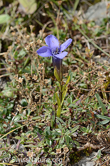 Photo: Gentiana ciliata. Whole plant (habiti). View from diagonally above.