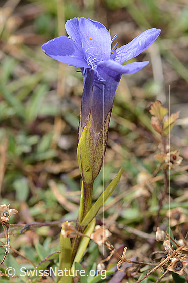 Photo: Gentiana ciliata. Calyx and blossom. View from the side.