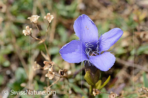 Photo: Gentiana ciliata. Blossom.