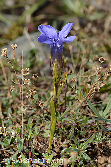 Photo: Gentiana ciliata. Whole plant (habiti). View from the side.
