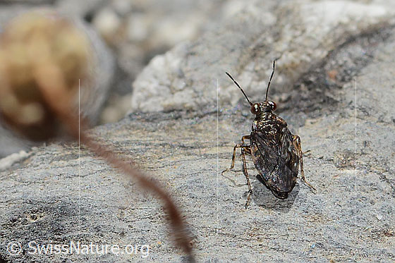Photo: Saldula saltatoria. Length 4mm. View from above.