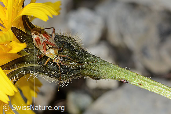 Rotgefleckte Schmuckwanze (Calocoris roseomaculatus) auf Blume