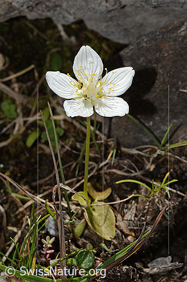 Photo: Parnassia palustris. Whole plant (habiti).