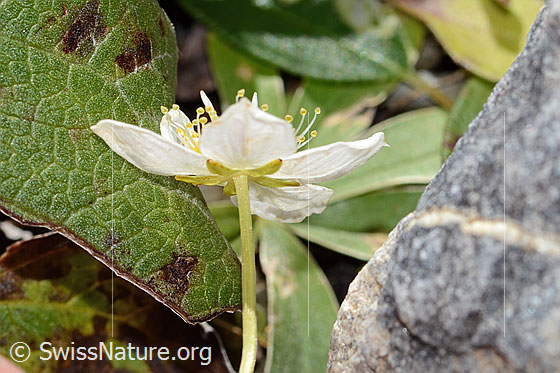 Foto: Sumpf-Herzblatt (Parnassia palustris). Blüte und Stängel. Ansicht von der Seite.