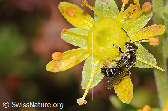 Foto: Weissbeinige Schmalbiene (Lasioglossum albipes) auf Bewimpertem Steinbrech (Saxifraga aizoides). Länge 8mm. Weibchen. Ansicht von seitlich oben.