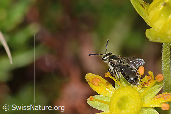 Foto: Weissbeinige Schmalbiene (Lasioglossum albipes) auf Bewimpertem Steinbrech (Saxifraga aizoides). Länge 8mm. Weibchen. Ansicht von hinten oben.