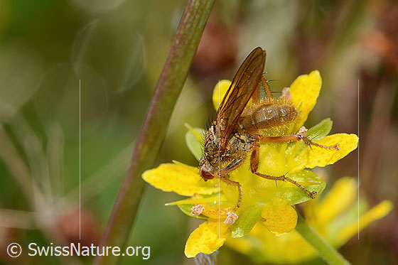 Foto: Gelbe Dungfliege (Scathophaga stercoraria) auf Bewimpertem Steinbrech (Saxifraga aizoides). Länge 8mm. Weibchen. Ansicht von seitlich oben.