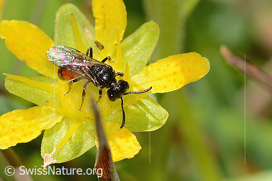 Photo: Probably Sphecodes pellucidus on Saxifraga aizoides. Length 7mm. Female. View from above.