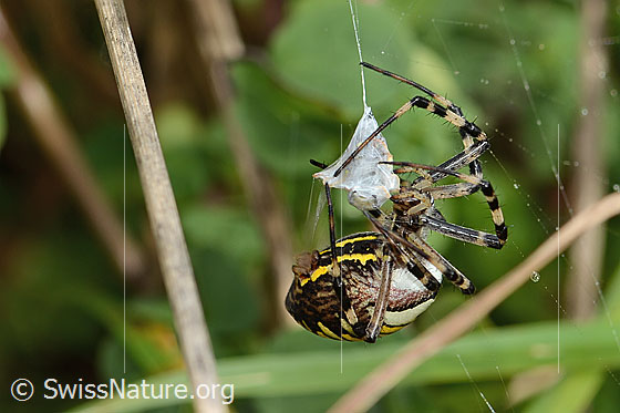 Foto: Wespenspinne  (Argiope bruennichi). Die Spinne wickelt ihre Beute ein. Zu sehen ist, wie das Verpackungsmaterial von den Spinndrüsen produziert wird. Ansicht von der Seite.