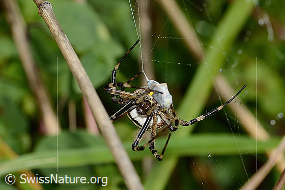 Foto: Wespenspinne  (Argiope bruennichi). Ansicht von vorne.