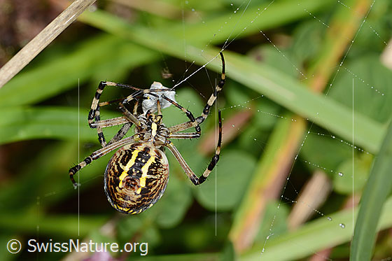 Foto: Wespenspinne  (Argiope bruennichi). Ansicht von unten.