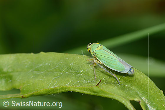Photo: Cicadella viridis. Length 9mm. Female. View from the side above.