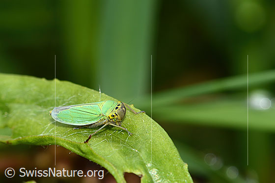 Foto: Binsenschmuckzikade (Cicadella viridis). Länge 9mm. Weibchen. Wird auch Grüne Zwergzikade oder Grüne Schmuckzikade genannt. Ansicht von seitlich oben.