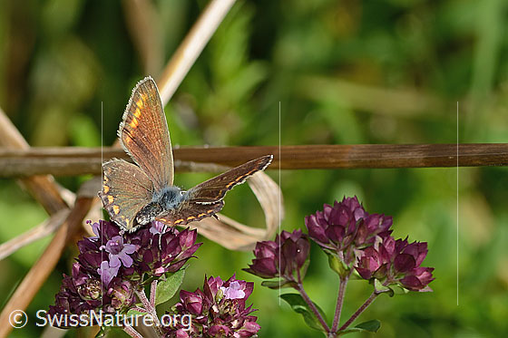 Foto: Hauhechelbläuling (Polyommatus icarus) auf Echtem Dost (Origanum vulgare). Weibchen. Flügel halb geöffnet. Ansicht von hinten.