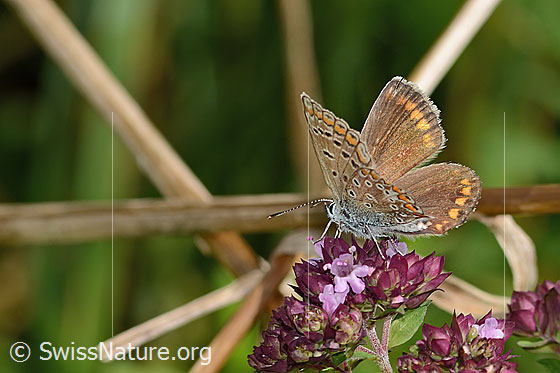 Foto: Hauhechelbläuling (Polyommatus icarus) auf Echtem Dost (Origanum vulgare). Weibchen. Flügel halb geöffnet. Ansicht von schräg hinten.