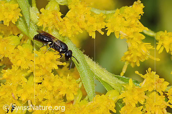 Foto: Wahrscheinlich Mauer-Maskenbiene (Hylaeus hyalinatus) auf Kanadischer Goldrute (Solidago canadensis). Länge 6mm. Weibchen. Wird auch Lamellen-Maskenbiene oder Garten-Maskenbiene genannt. Ansicht von seitlich oben.