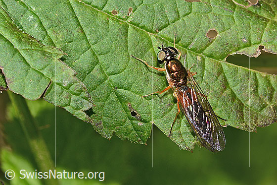 Photo: Sargus bipunctatus. Length 13mm. Female. View from above.