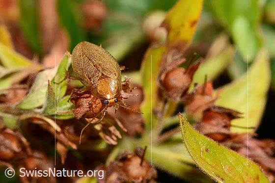 Foto: Bernstein-Waldschabe (Ectobius vittiventris). Länge 13mm. Männchen. Ansicht von vorne oben.