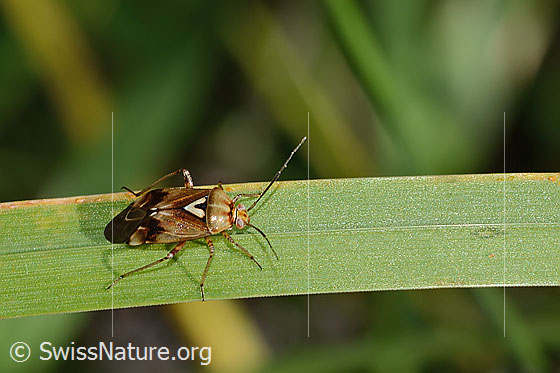 Photo: Lygus pratensis. Length 6mm. Male. View from the side above.
